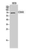 CD98 Polyclonal Antibody