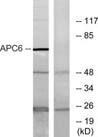 Cdc16 Polyclonal Antibody