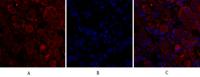 Cdc2 Polyclonal Antibody