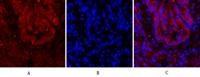 Cdc2 Polyclonal Antibody