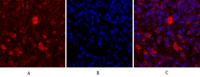 Cdc2 Polyclonal Antibody