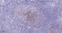 Cdc2 Polyclonal Antibody