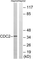 Cdc2 Polyclonal Antibody