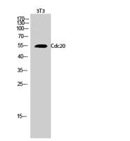 Cdc20 Polyclonal Antibody