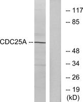 Cdc25A Polyclonal Antibody