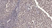 Cdc25A Polyclonal Antibody