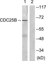 Cdc25B Polyclonal Antibody