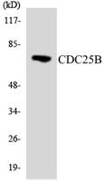 Cdc25B Polyclonal Antibody