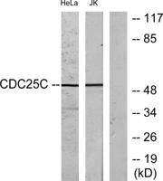 Cdc25C Polyclonal Antibody