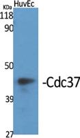 Cdc37 Polyclonal Antibody