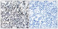 Cdc37 Polyclonal Antibody