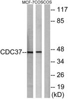 Cdc37 Polyclonal Antibody