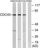 Cdc40 Polyclonal Antibody