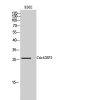 Cdc42EP3 Polyclonal Antibody