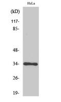 Cdk1/2/3 Polyclonal Antibody