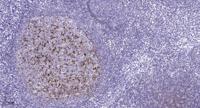 Cdk1/Cdc2 Polyclonal Antibody