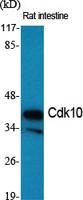 Cdk10 Polyclonal Antibody