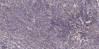 Cdk10 Polyclonal Antibody