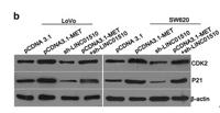 Cdk2 Polyclonal Antibody