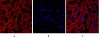 Cdk2 Polyclonal Antibody