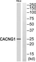 L-type Ca++ CP γ1 Polyclonal Antibody