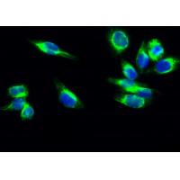 Cdk4 Polyclonal Antibody