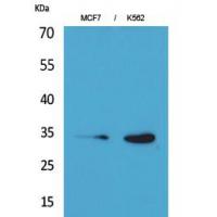 Cdk4 Polyclonal Antibody