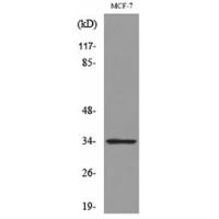 Cdk4 Polyclonal Antibody