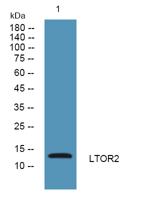 LTOR2 Polyclonal Antibody