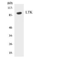 LTK Polyclonal Antibody