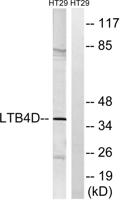 LTB4DH Polyclonal Antibody