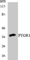 LTB4DH Polyclonal Antibody