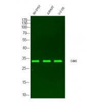 Cdk6 Polyclonal Antibody