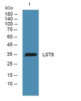 LST8 Polyclonal Antibody