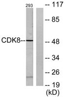 Cdk8 Polyclonal Antibody