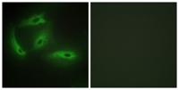 CdkL4 Polyclonal Antibody