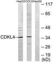 CdkL4 Polyclonal Antibody