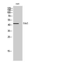 Cdx2 Polyclonal Antibody