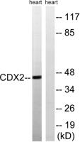 Cdx2 Polyclonal Antibody