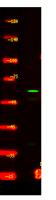 CEA20 Polyclonal Antibody