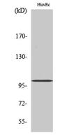 Centrobin Polyclonal Antibody