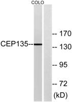 CEP135 Polyclonal Antibody