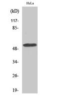 CEP55 Polyclonal Antibody