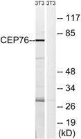 CEP76 Polyclonal Antibody