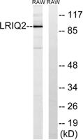 Cep97 Polyclonal Antibody