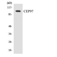 Cep97 Polyclonal Antibody