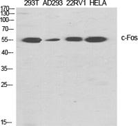 c-Fos Polyclonal Antibody