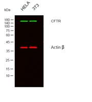 CFTR Polyclonal Antibody