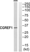 CGREF1 Polyclonal Antibody
