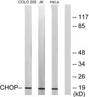 CHOP Polyclonal Antibody